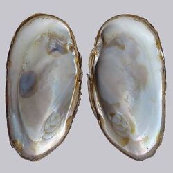 Freshwater pearl mussel1