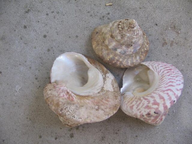File:Trochus shells1.jpg