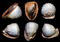 Black helmet shells1
