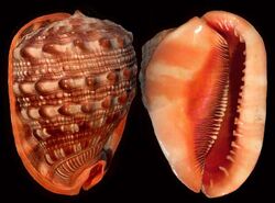 Red helmet shell1