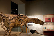 Herrerasaurus exhibit12