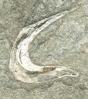 Falcatus falcatus spine