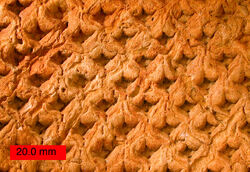 LepidodendronOhio