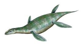Umoonasaurus BW