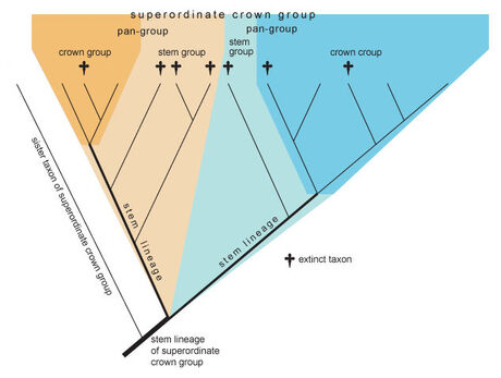 Crown group concept