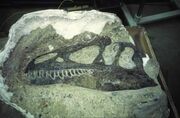 Allosaurus-fossilized skull