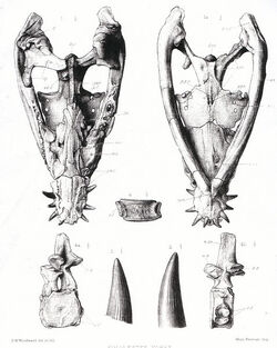 Simolestes