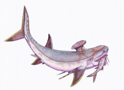 Stethacanthus1DB2