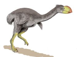 Dromornis BW