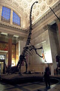 AMNH