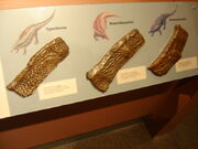 Aetosaur armor cast