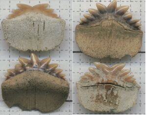 N.primigeniussympheseal1
