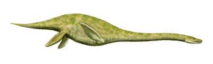 Muraenosaurus BW