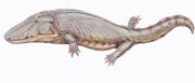 Paracyclotosaurus1DB