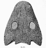 Chelyderpeton scull2