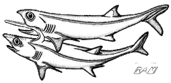 Falcatus1