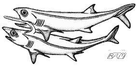 Falcatus1