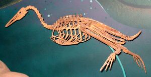 Hesperornis regalis1