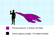 Trinacromerumscale