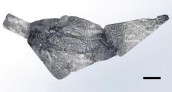 SSTM 5025 hupehsuchian