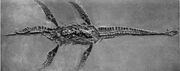 Brachypterygius