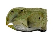 Psittacosaurus mongoliensis BW