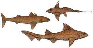 R-sharks