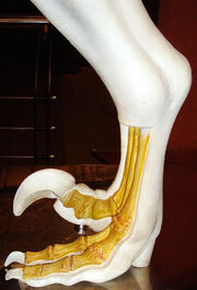 Dromaeosaurid foot NHM