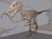 Raptorfull