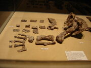 Aetosaur leg fossils