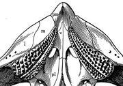 Maxillae ventral view Chatterjee 1974