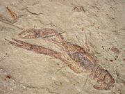 Fossil shrimp