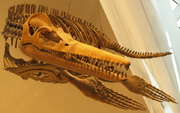 Pliosaur-ROM-Dec29-07