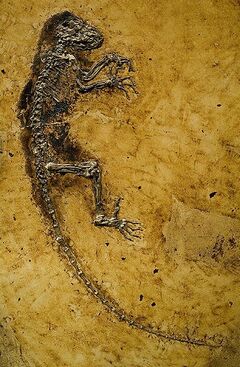 Darwinius masillae2