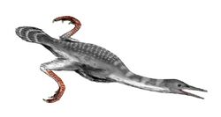 Hesperornis BW
