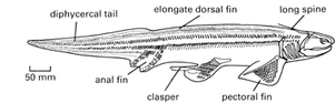 Xenacanths