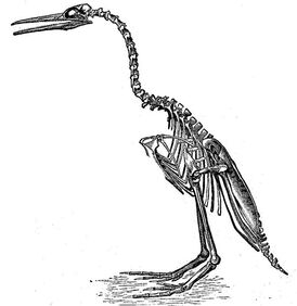 Hesperornis regalis2