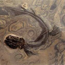 Orthacanthus4