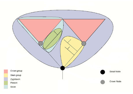 Stemgroups