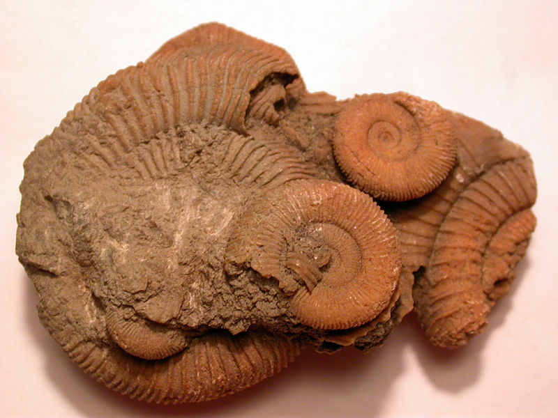 Ammonite The Space Fossil That Will Challenge Your Beliefs - cmsrd8x