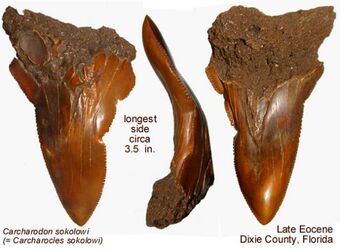 C. sokolovi