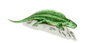 Sphenacodon BW