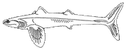Shark dev
