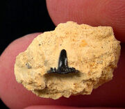 Stethacanthyus tooth RU1