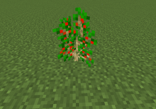 Crataegus