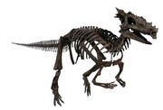 Pachycephalosaurus (2)