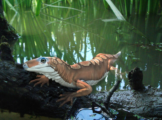 File:Spinoaequalis (1).jpg