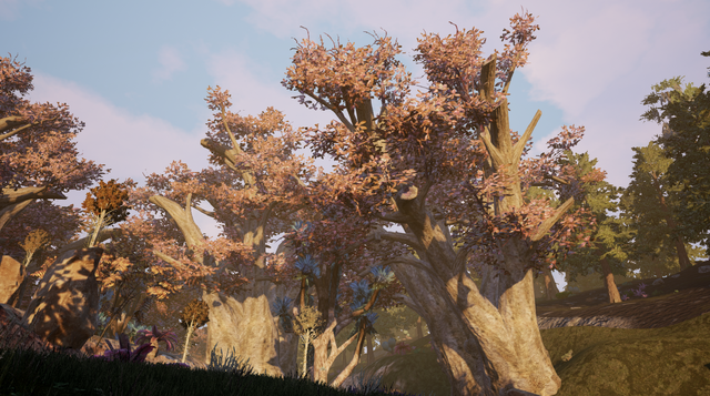 File:African Baobab2.png