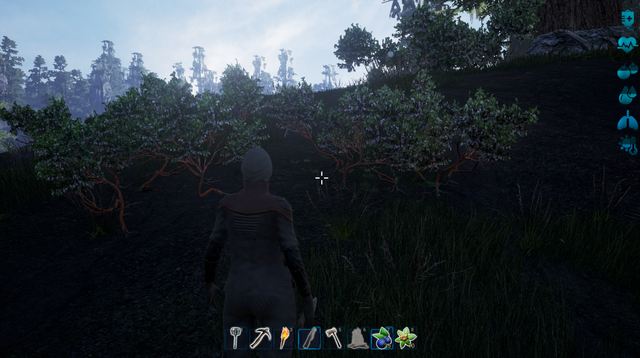 File:Ngooberry bushes.png