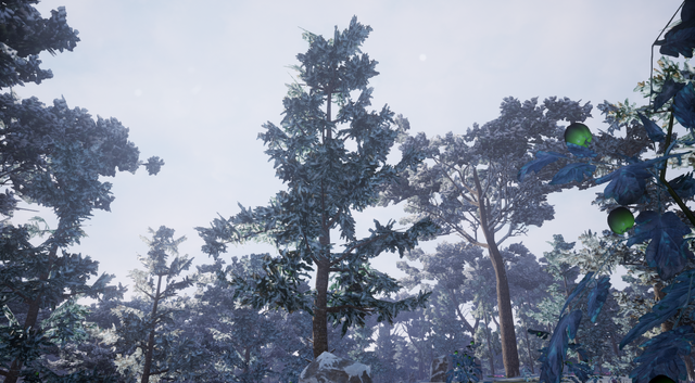 File:White Fir2.png